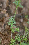 Butler's sandparsley